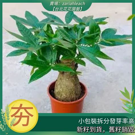 招財樹會開花嗎|發財樹種植｜什麼是發財樹？10 個發財樹種植技巧+新 